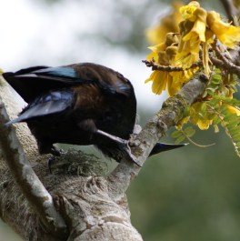 Tui