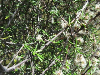 Olearia bullata