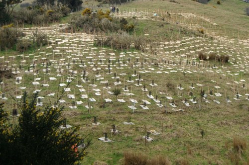 Kanuka Planting Area